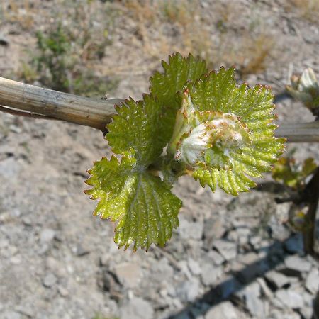 Weinhotel Hubertus Garni Klotten Luaran gambar