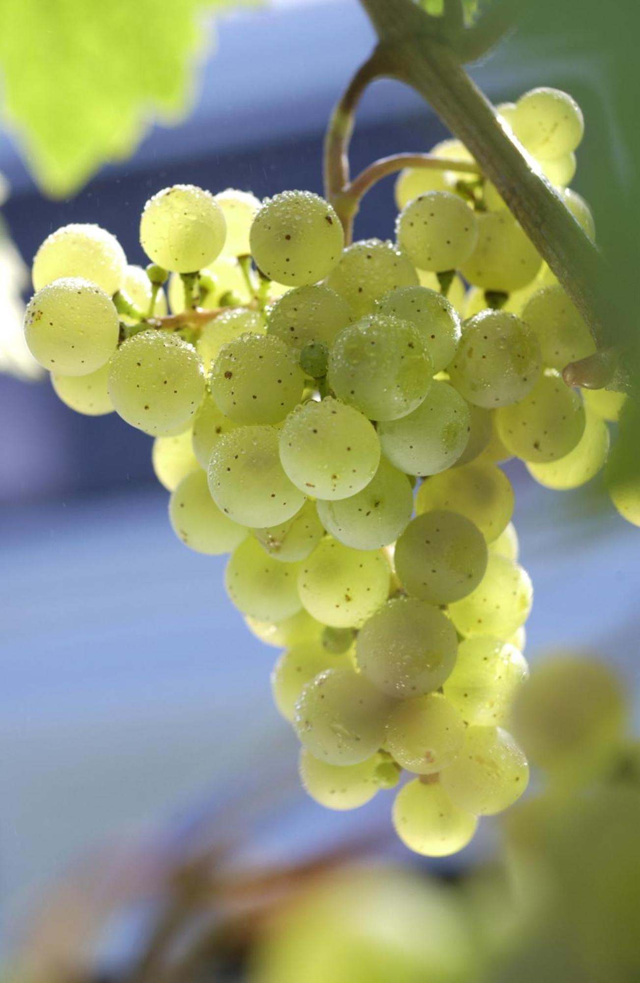 Weinhotel Hubertus Garni Klotten Luaran gambar