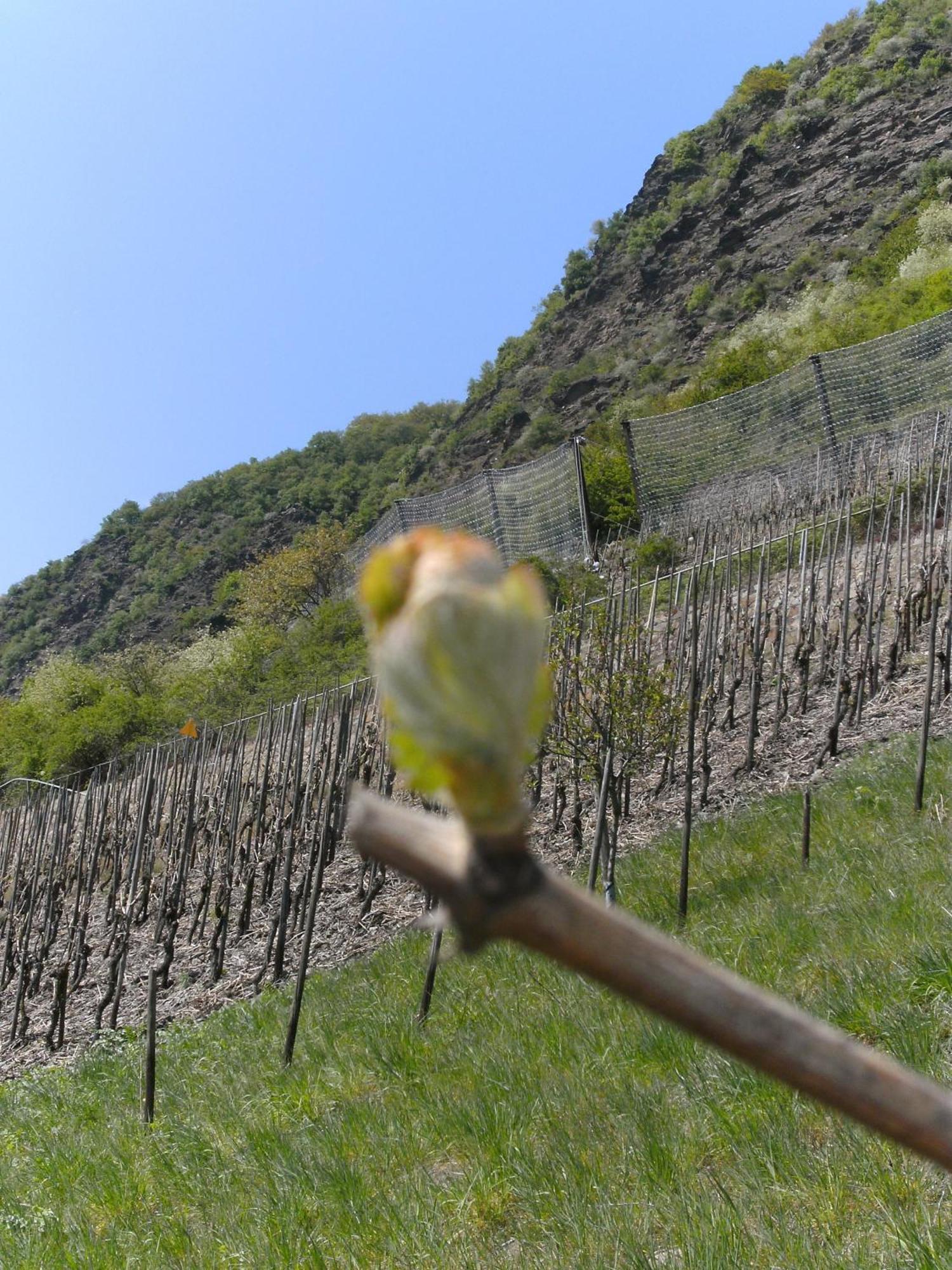 Weinhotel Hubertus Garni Klotten Luaran gambar