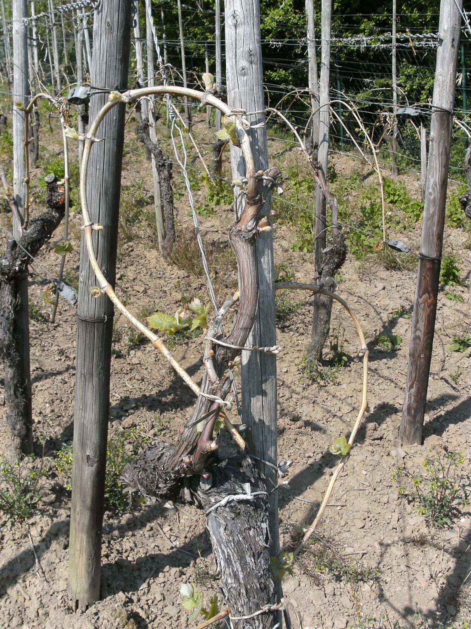 Weinhotel Hubertus Garni Klotten Luaran gambar