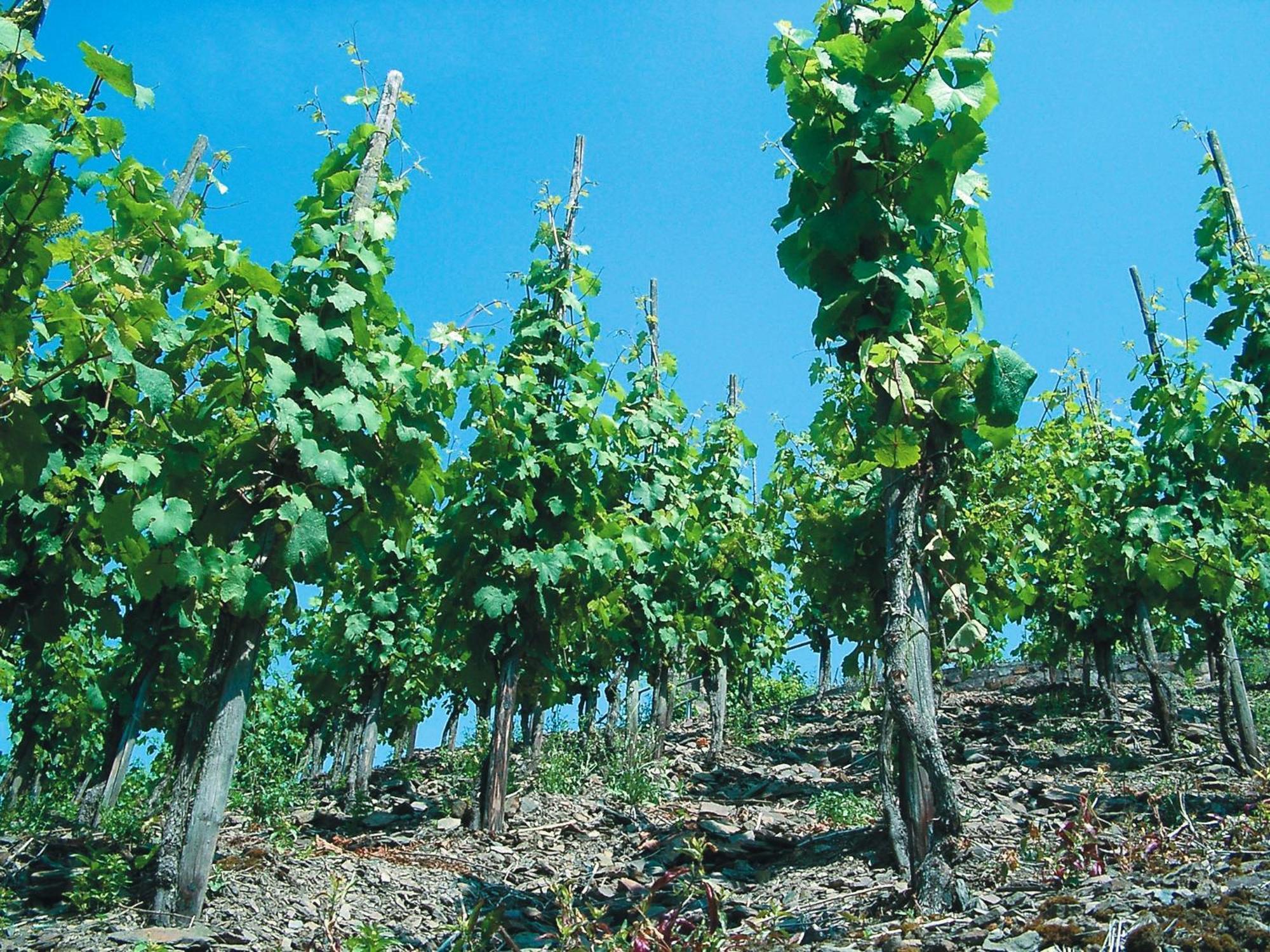 Weinhotel Hubertus Garni Klotten Luaran gambar