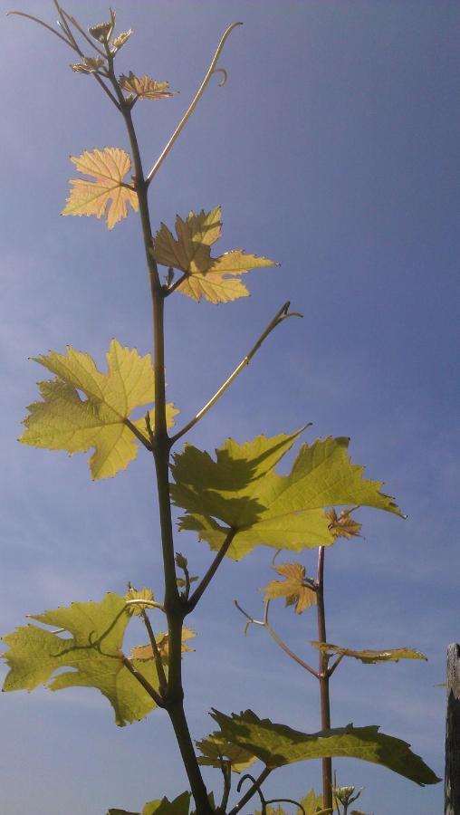 Weinhotel Hubertus Garni Klotten Luaran gambar
