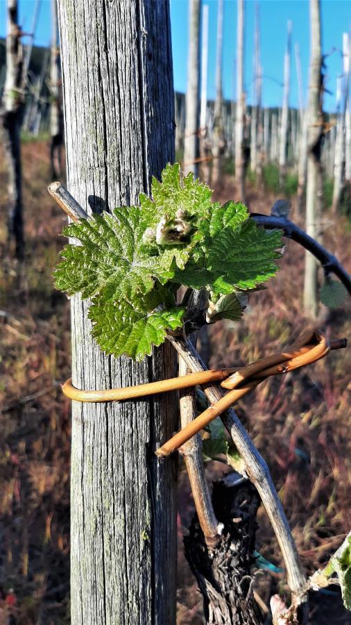 Weinhotel Hubertus Garni Klotten Luaran gambar